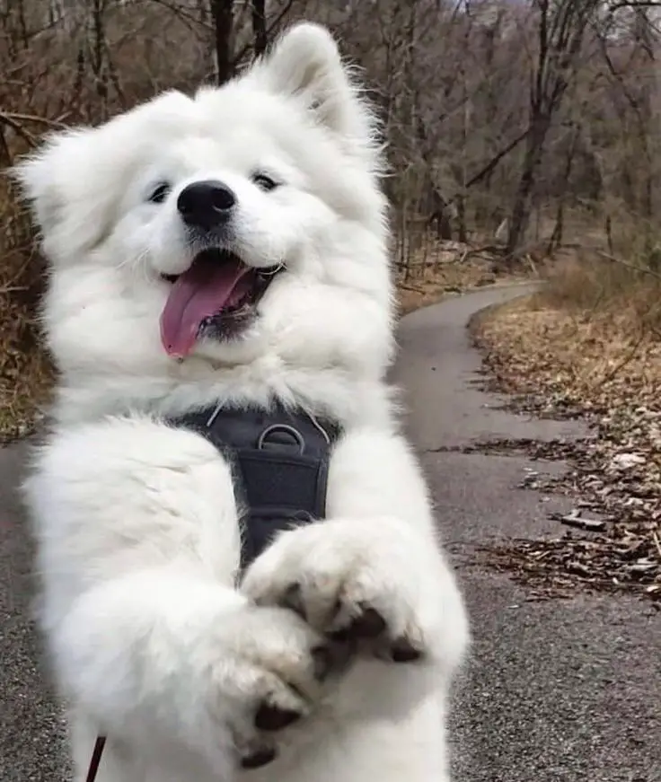 A Samoyed Dog standing up in the middle of the pathway while smiling