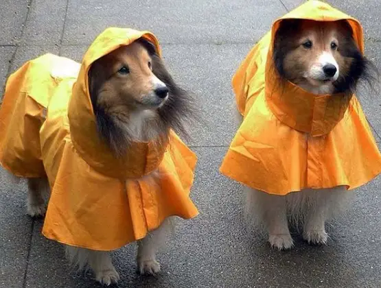 two Shetland Sheepdog wearing an orange raincoat while standing on the pavement