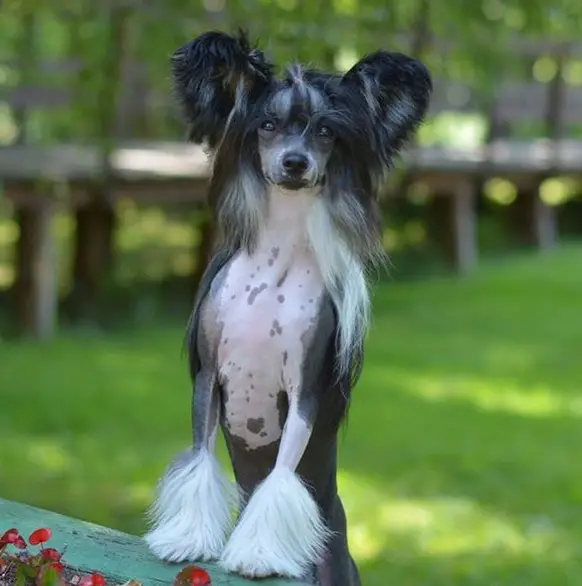 A Chinese Crested Dog standing up leaning towards the bench at the park