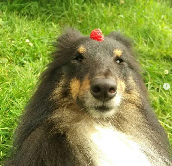 face of an Shetland Sheepdog with raspberries on top of its head