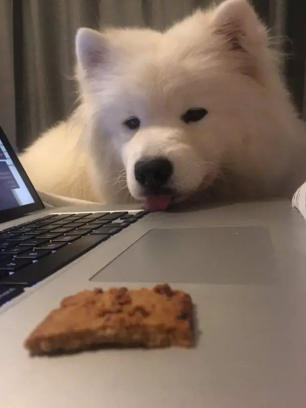A Samoyed Dog licking the laptop keyboard while staring at the biscuit in front of him