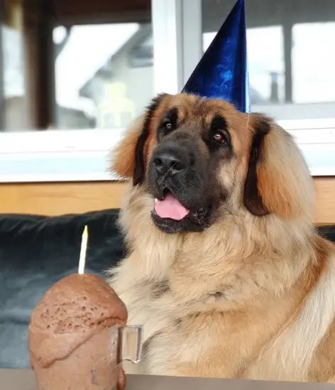 A Leonberger wearing a blue cone hat while sitting on the chair behind its birthday cake