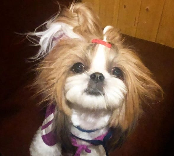 Funny Shih Tzu with crazy hair