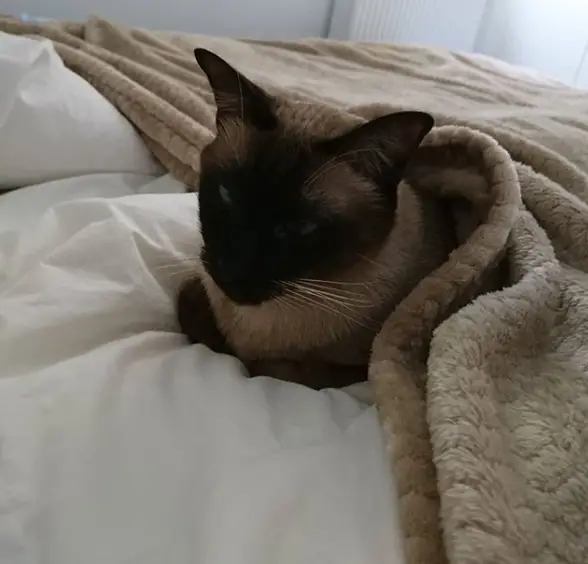 A Siamese Cat lying on the bed with blanket over its body