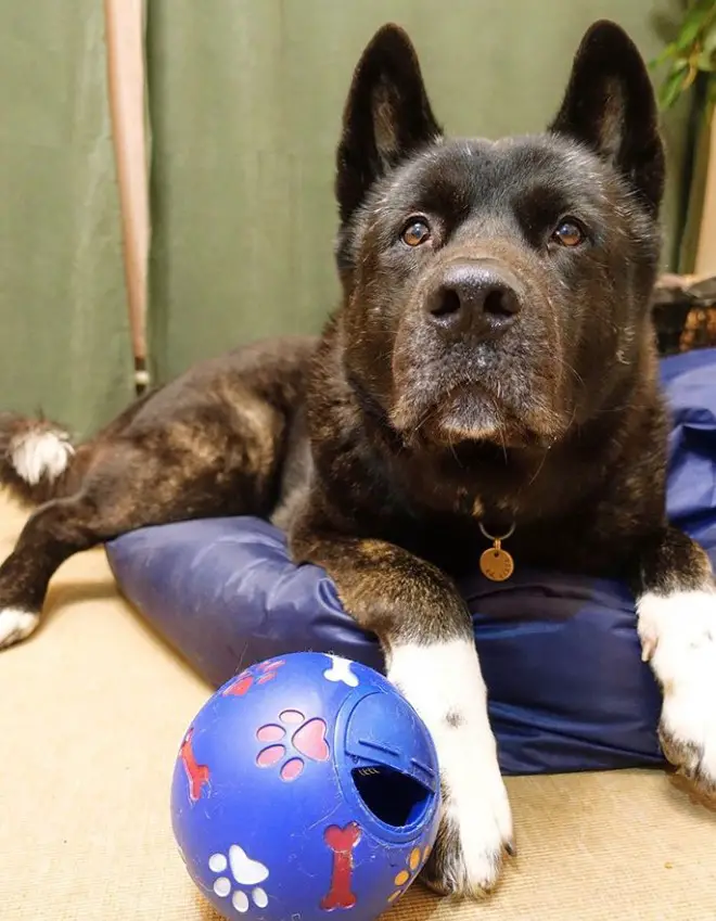 Akita lying on its bed with a ball on the floor while looking up curiously