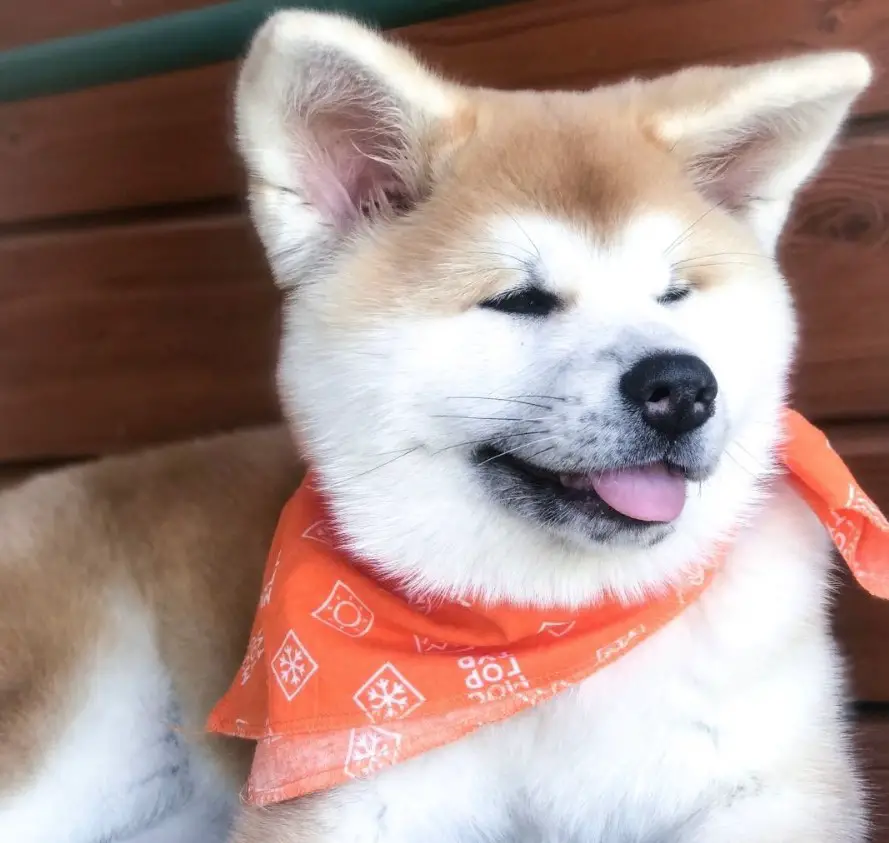Akita lying on the floor wearing an orange scarf while smiling with its tongue sticking out