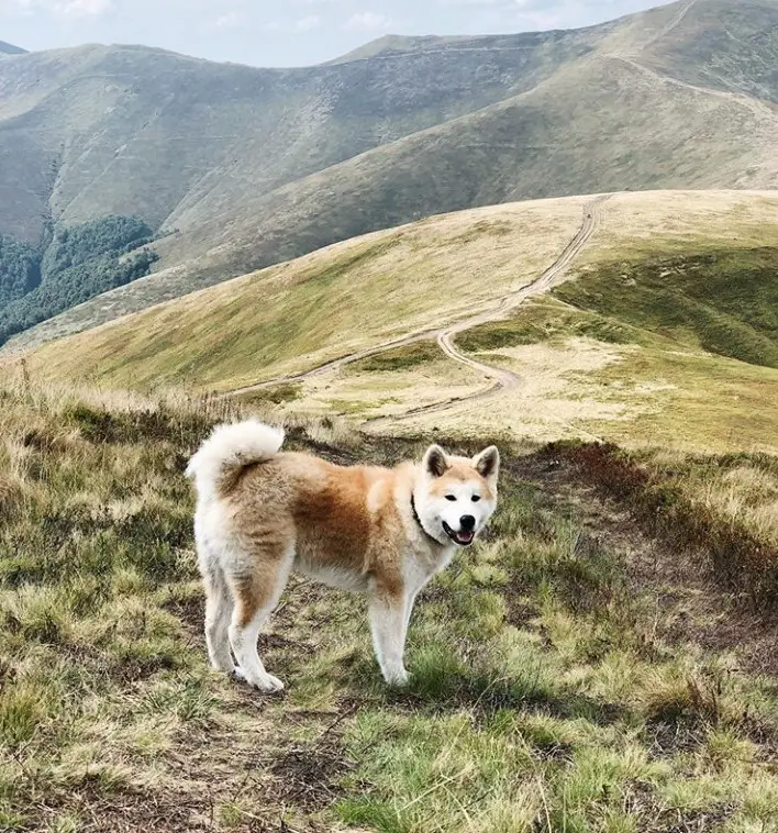 An Akita standing on the field of grass in the mountain