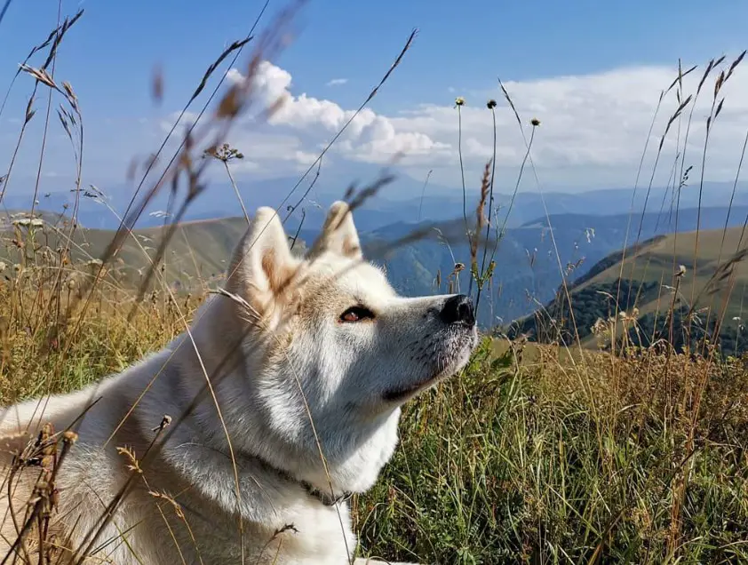 An Akita lying down on the grass in the mountain under the sun