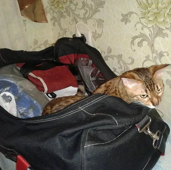 A Bengal Cat lying inside the bag