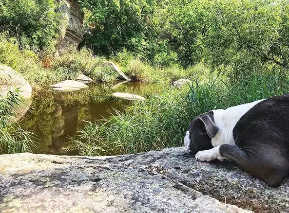 A Staffordshire Bull Terrier lying on top of the rock while staring at the lake