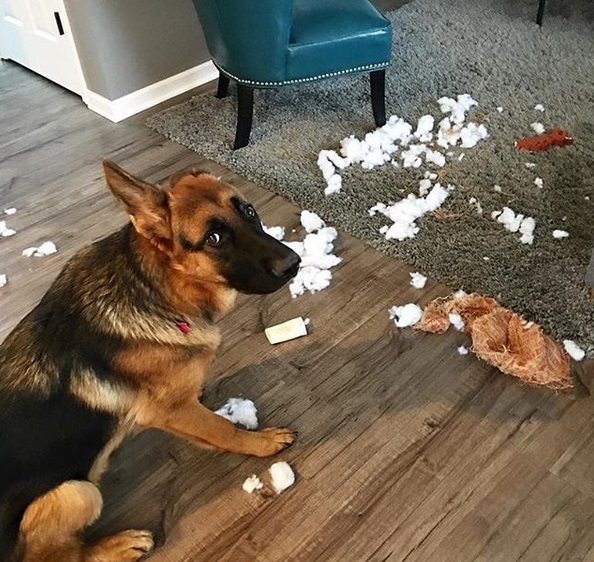 A German Shepherd sitting on the floor behind its torn stuffed toy