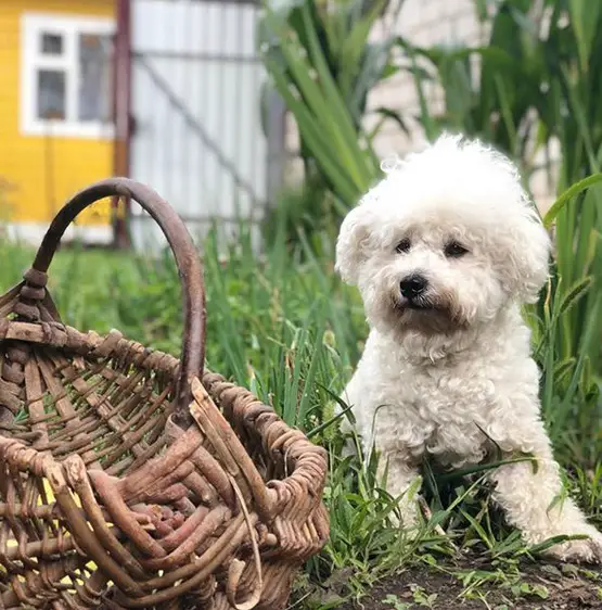 A Bichon Frise sitting on the grass next to the wicker basket in the garden