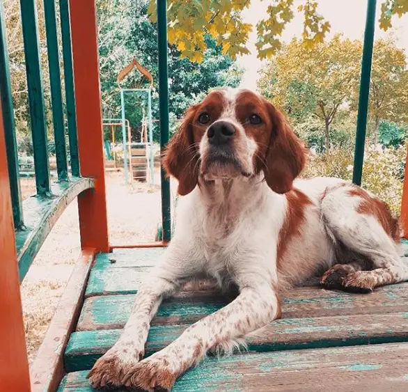 A Brittany lying in the balcony in the playground at the park