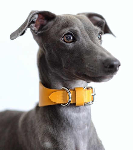 A gray Italian Greyhound wearing a yellow collar in a white background
