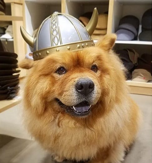 A Chow Chow wearing a bull head piece sitting on the floor while smiling