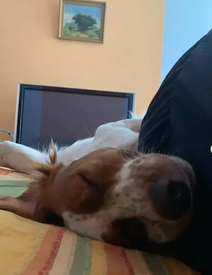 A Brittany sleeping on the bed
