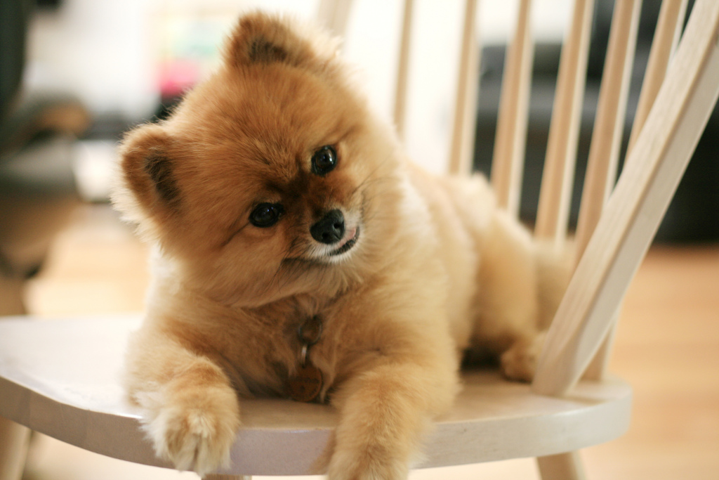 A Pomeranian lying on the chair while staring and tilting its head