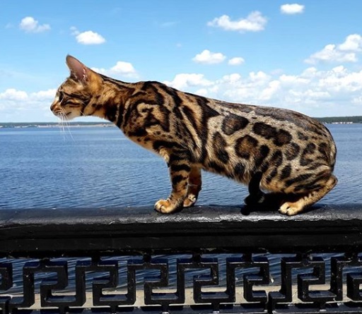 A Bengal Cat standing on top of the railings in the balcony