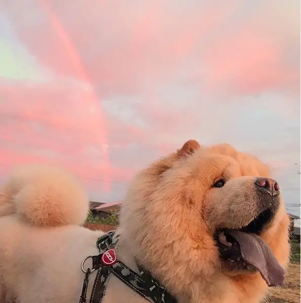 A happy Chow Chow with a pink sunset behind him