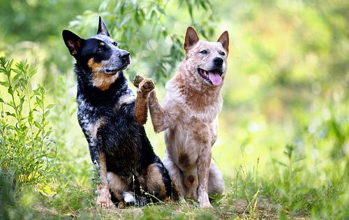 two Australian Cattle Dogs sitting next to each other in the forest