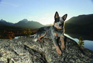A Australian Cattle Dog lying on top of the rock in the mountain