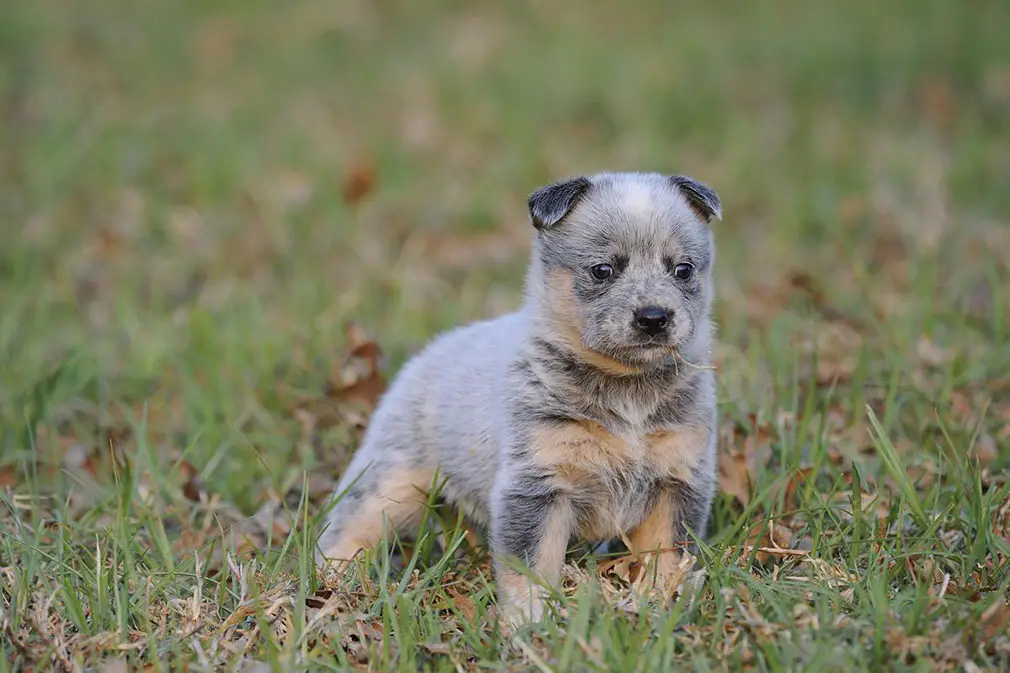 A Australian Cattle puppy standing on the grass