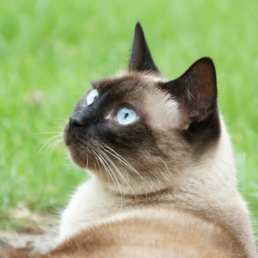 A Siamese Cat lying on the grass