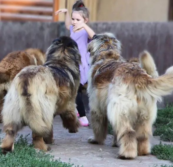 a young girl standing in the yard with Leonbergers around her