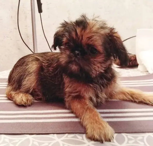 A Brussels Griffon lying on its bed