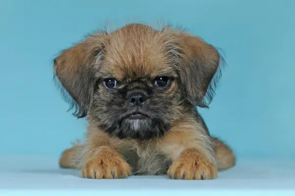 A Brussels Griffon lying on the floor with blue background with its grumpy face