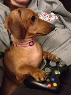 A Dachshund with its paws on top of a computer remote control while sitting beside the person