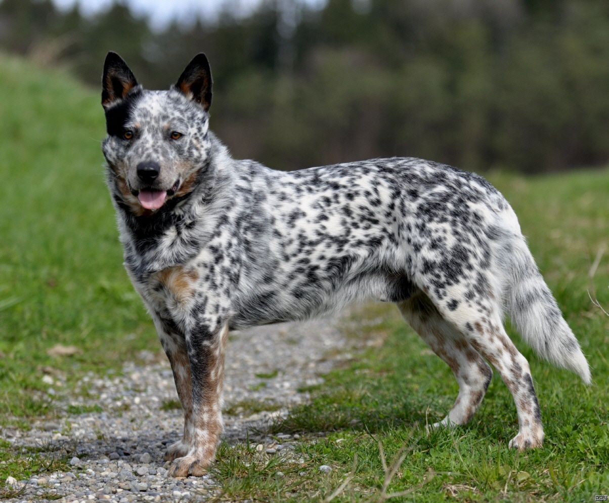 A Australian Cattle Dog standing in the mountain