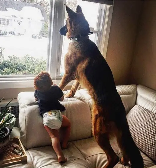 A German Shepherd standing up on the couch with a kid while looking outside the window