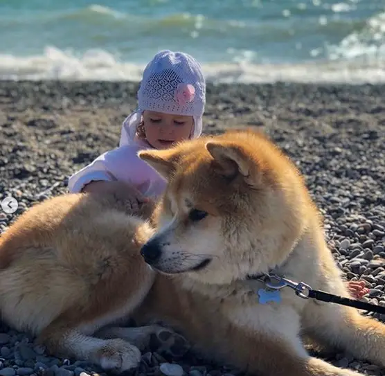 An Akita lying by the beach with a toddler behind her