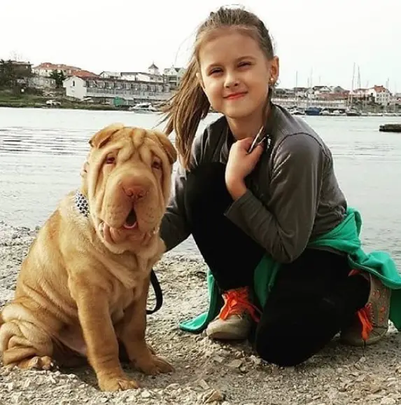 Shar Pei sitting by the seashore with a girl