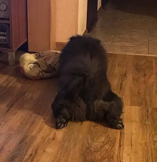 A black Chow Chow lying on the floor showing its butt