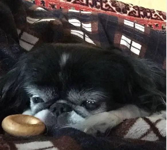 A Japanese Chin lying on the couch while staring at the treat in front of him