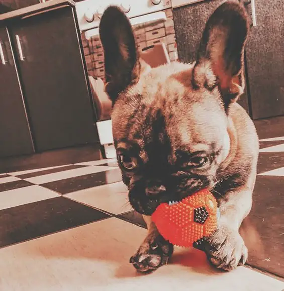 A French Bulldog lying on the floor while biting its ball