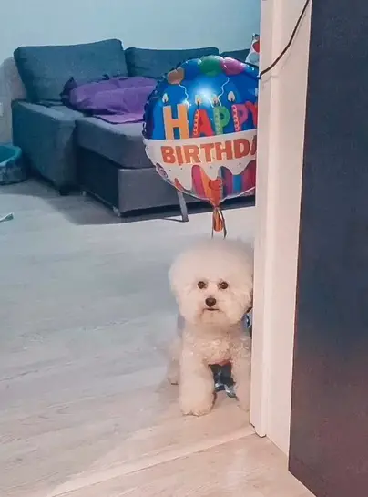 A Bichon Frise sitting on the floor next to the wall