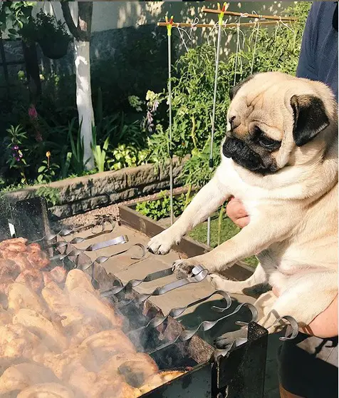 man holding a pug making it look like its cooking barbecue