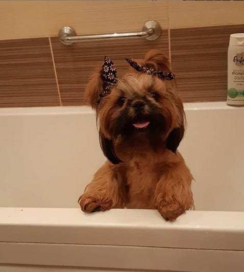 Funny Shih Tzu in the bathtub