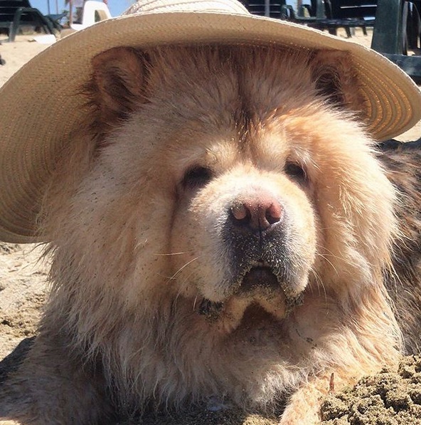 A damp Chow Chow at the beach wearing a hat