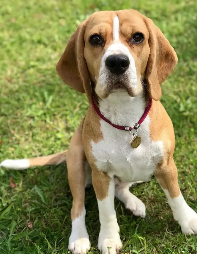 A Beagle sitting on the grass while staring