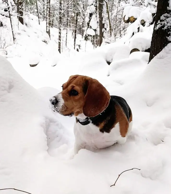 A Beagle lying on snow in the forest