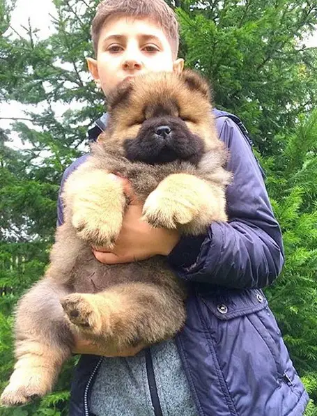 A young boy holding a Chow Chow puppy