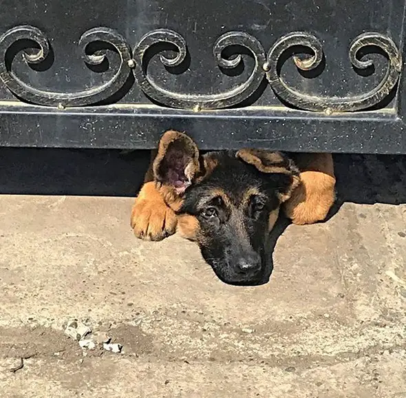 A German Shepherd peeking under the gate