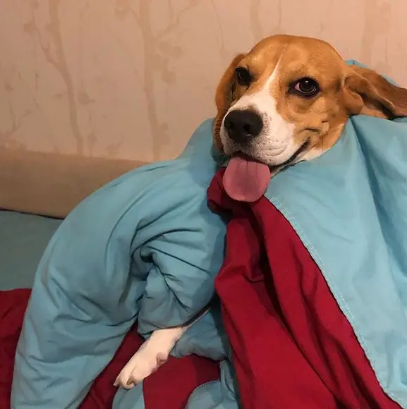 A Beagle with its body wrapped in a blanket while smiling with its tongue out
