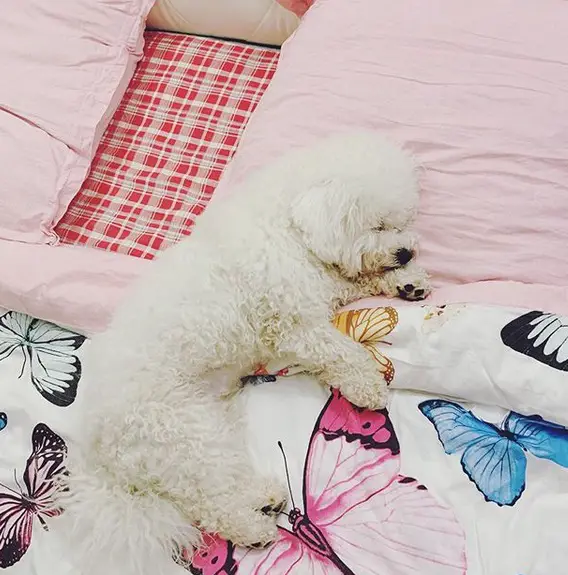 A Bichon Frise sleeping soundly on the bed