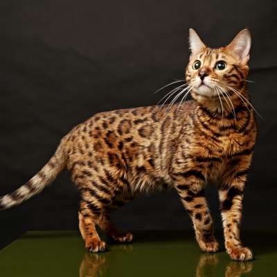 Bengal Cat standing on top of the table while looking up with its big eyes