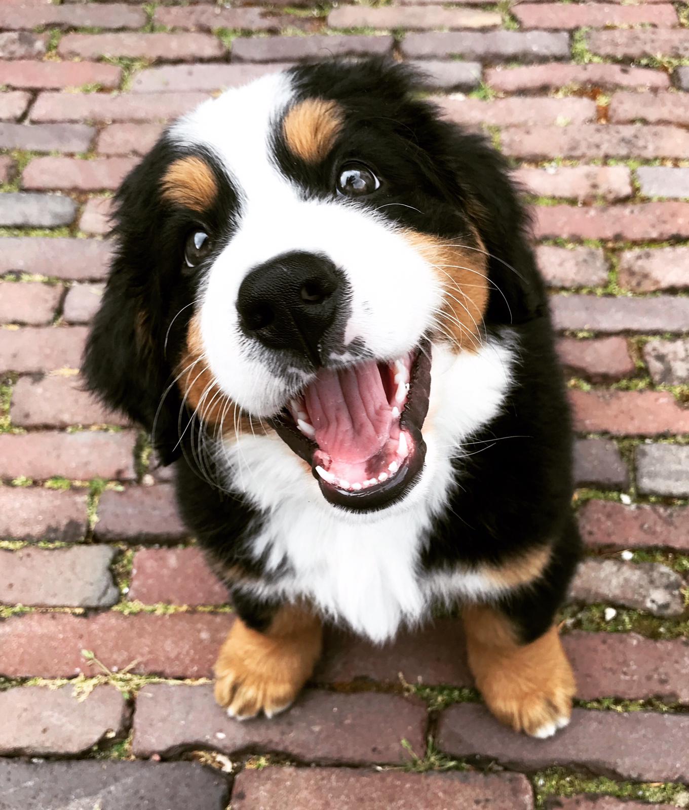 A happy Bernese Mountain puppy sitting on the pavament
